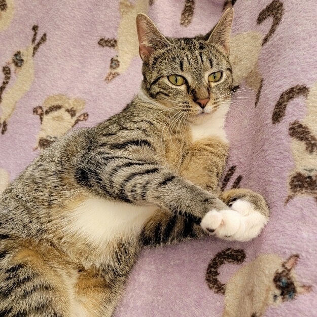 Ivan, a Adoptable Domestic Short Hair in Colonia, NJ image 2/9