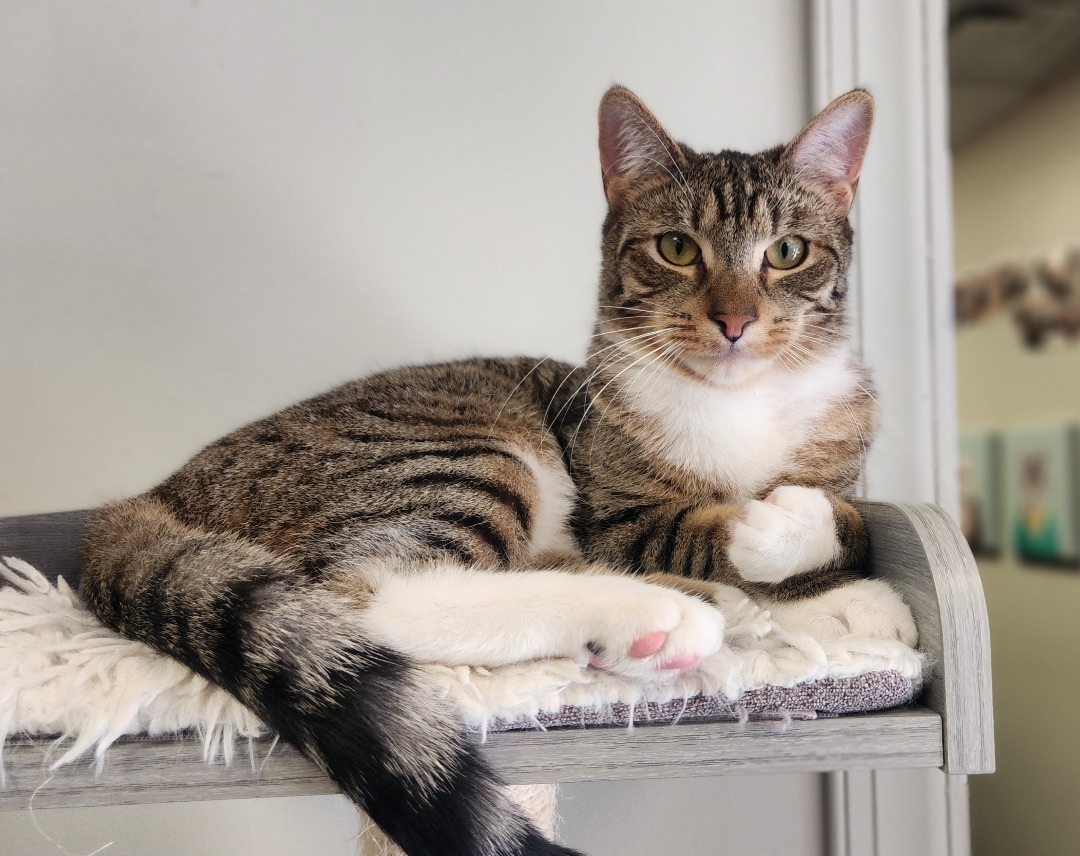 Ivan, a Adoptable Domestic Short Hair in Colonia, NJ image 3/9