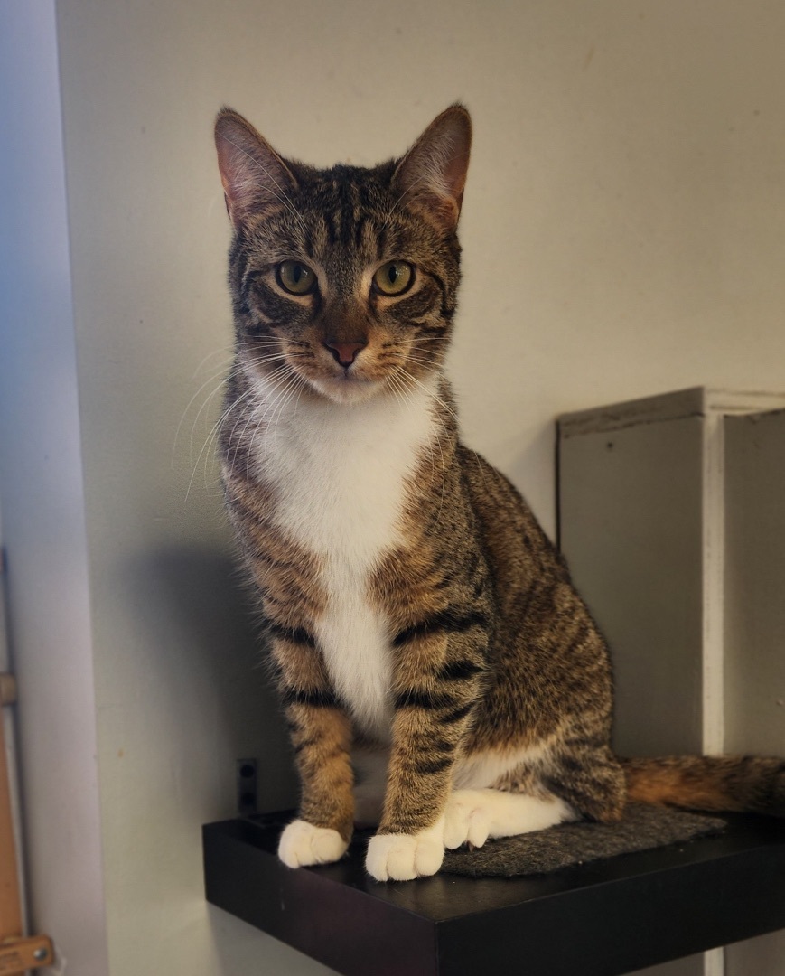 Ivan, a Adoptable Domestic Short Hair in Colonia, NJ image 4/9