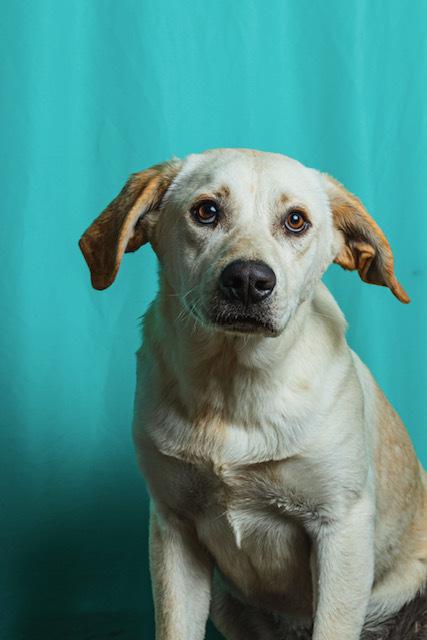 Cuerno, Adoptable, Adult Male Retriever & Mixed Breed.