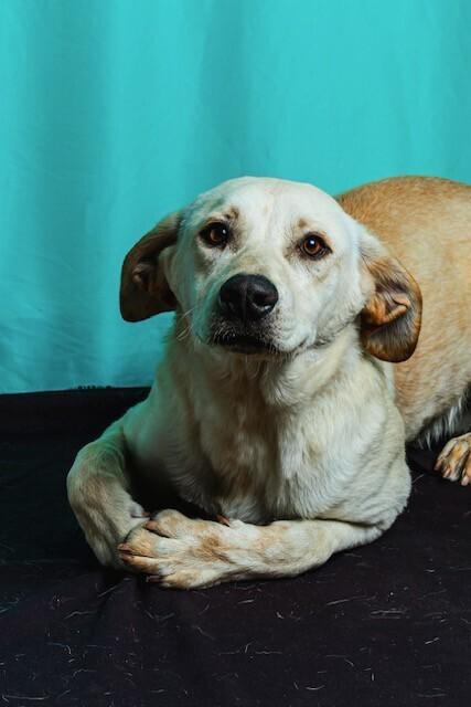 Enlarge Cuerno, a Adoptable mixed breed in Calgary, AB image 2/4