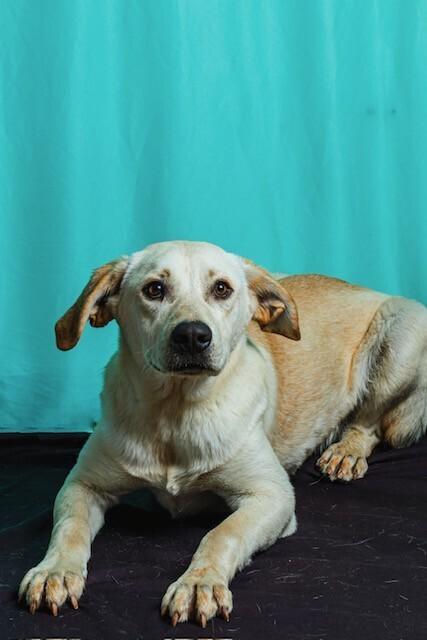 Enlarge Cuerno, a Adoptable mixed breed in Calgary, AB image 3/4