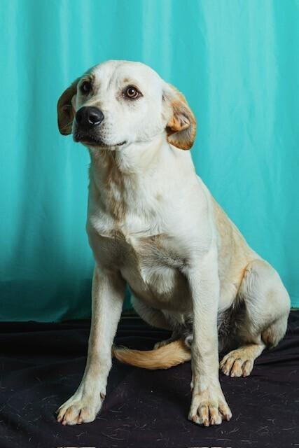 Enlarge Cuerno, a Adoptable mixed breed in Calgary, AB image 4/4