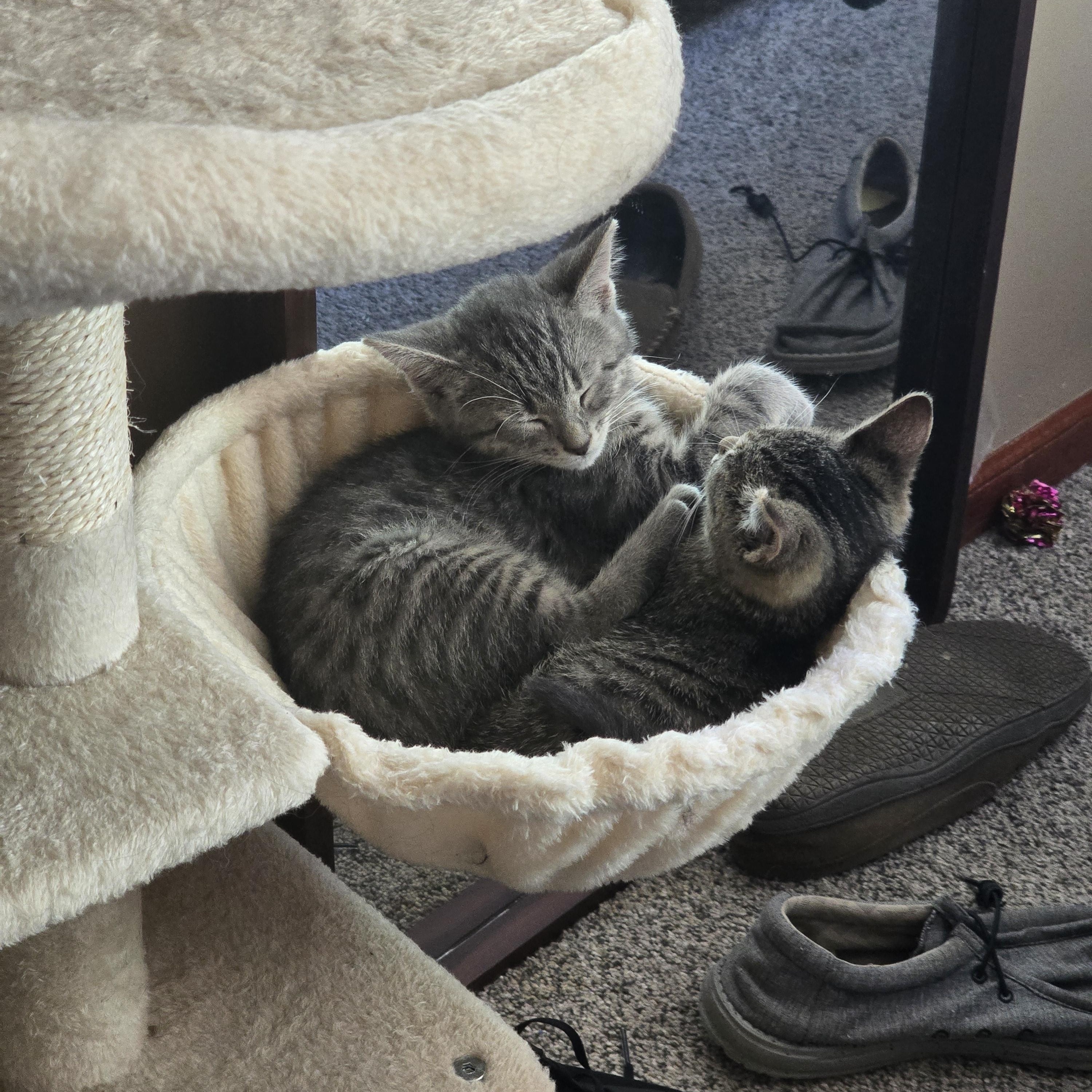 Mira, an adopted Domestic Short Hair in Lansing, MI image 2/3