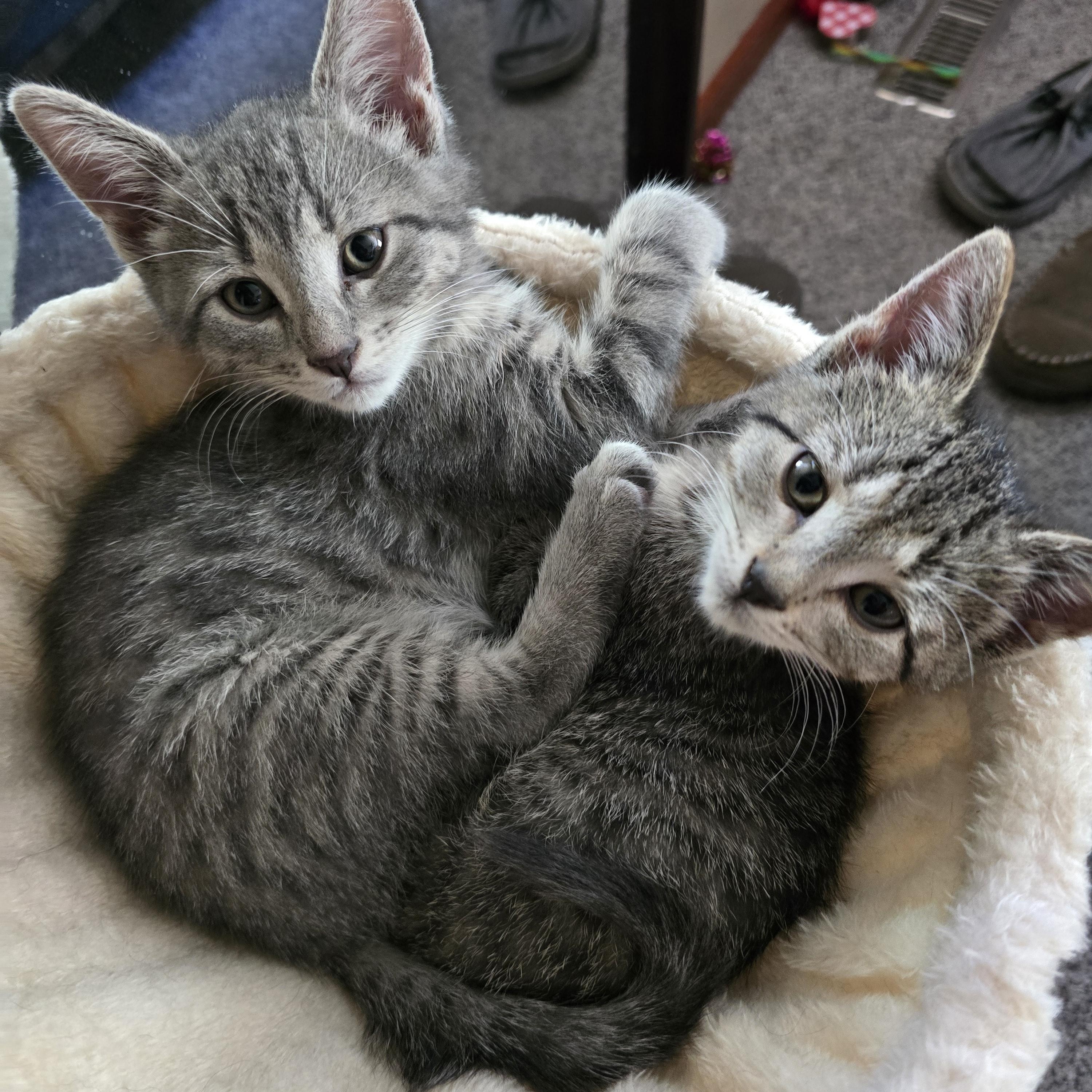 Mira, an adopted Domestic Short Hair in Lansing, MI image 1/3