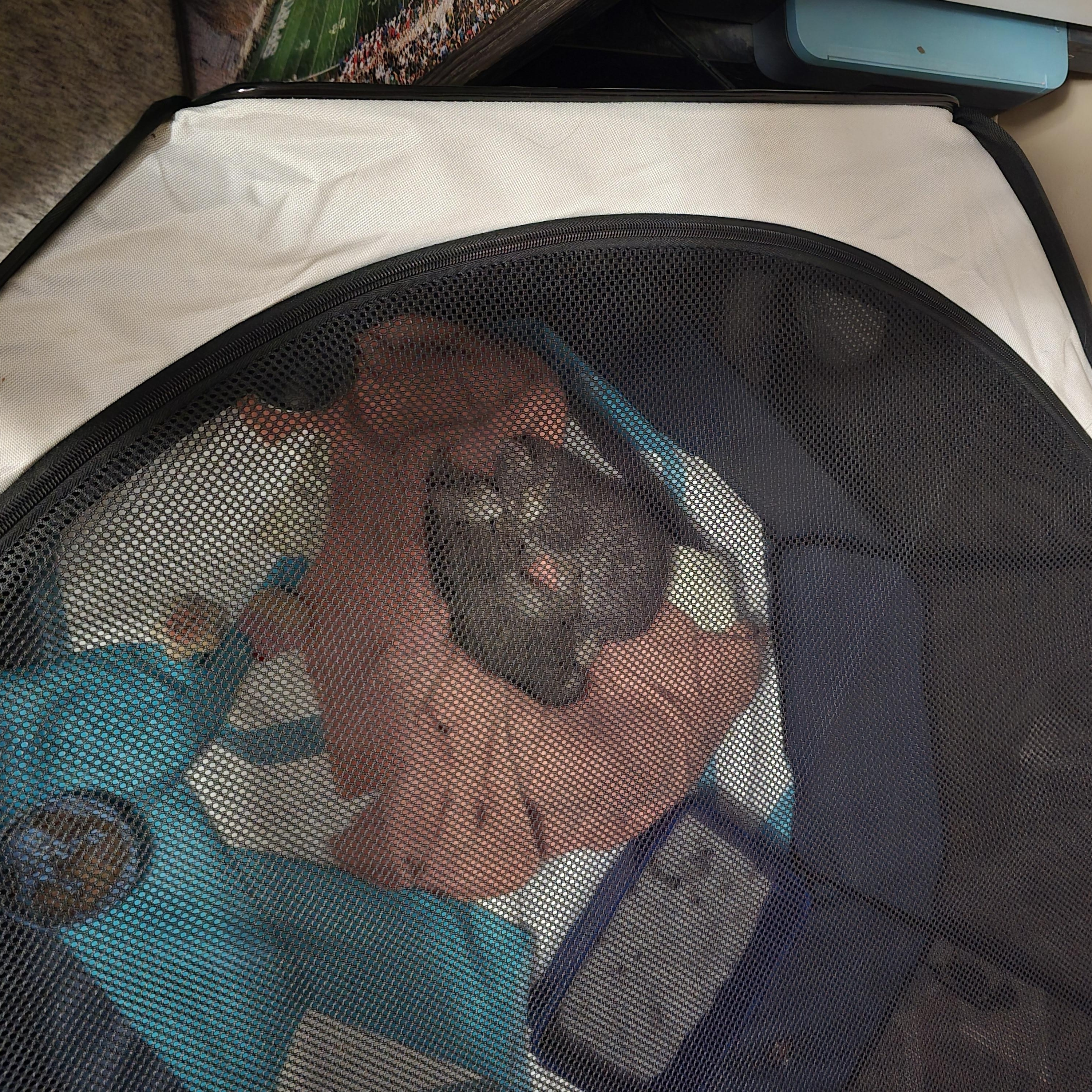 Mira, an adopted Domestic Short Hair in Lansing, MI image 3/3