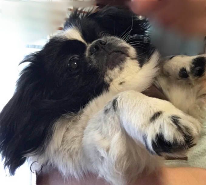 Gizmo has been adopted!, a Adoptable Pekingese in Hillsdale, NJ image 1/3