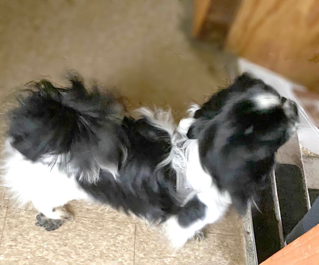 Gizmo has been adopted!, a Adoptable Pekingese in Hillsdale, NJ image 2/3