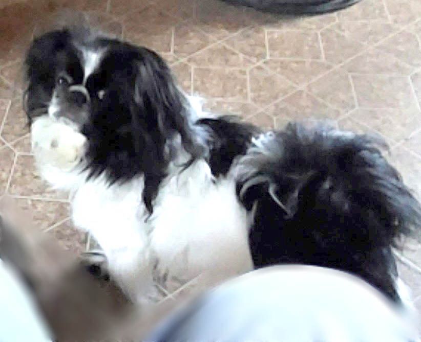 Gizmo has been adopted!, a Adoptable Pekingese in Hillsdale, NJ image 3/3