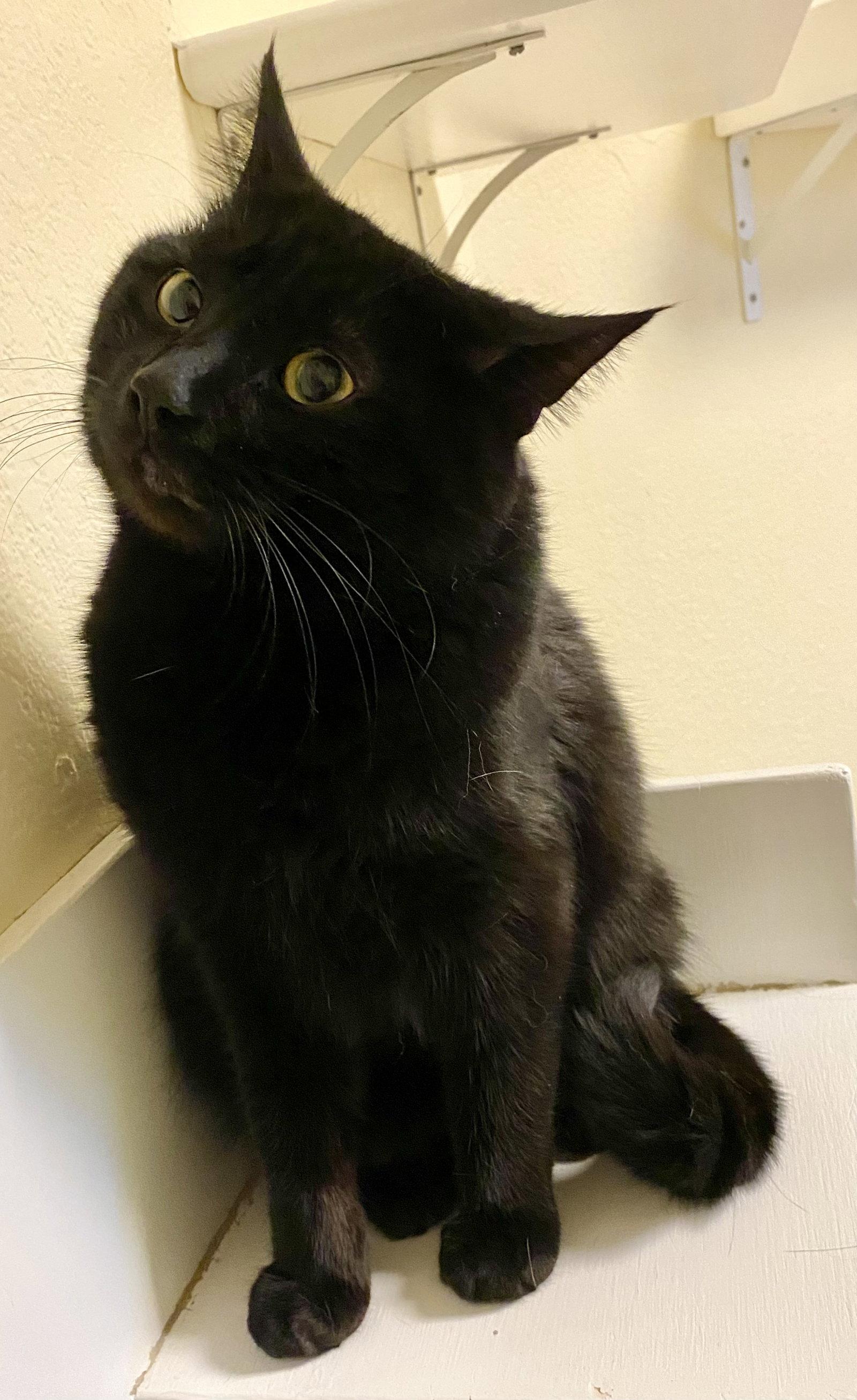 Enlarge Ketchup, a Adoptable Domestic Short Hair in Fargo, ND image 1/2