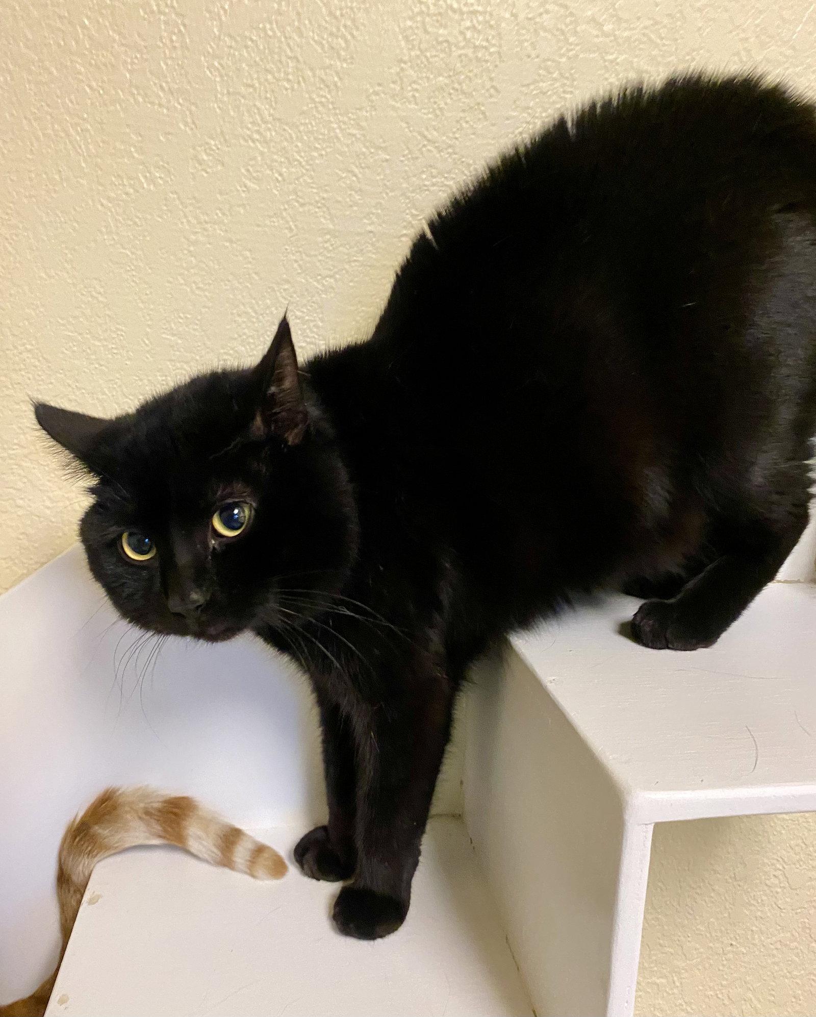 Enlarge Ketchup, a Adoptable Domestic Short Hair in Fargo, ND image 2/2