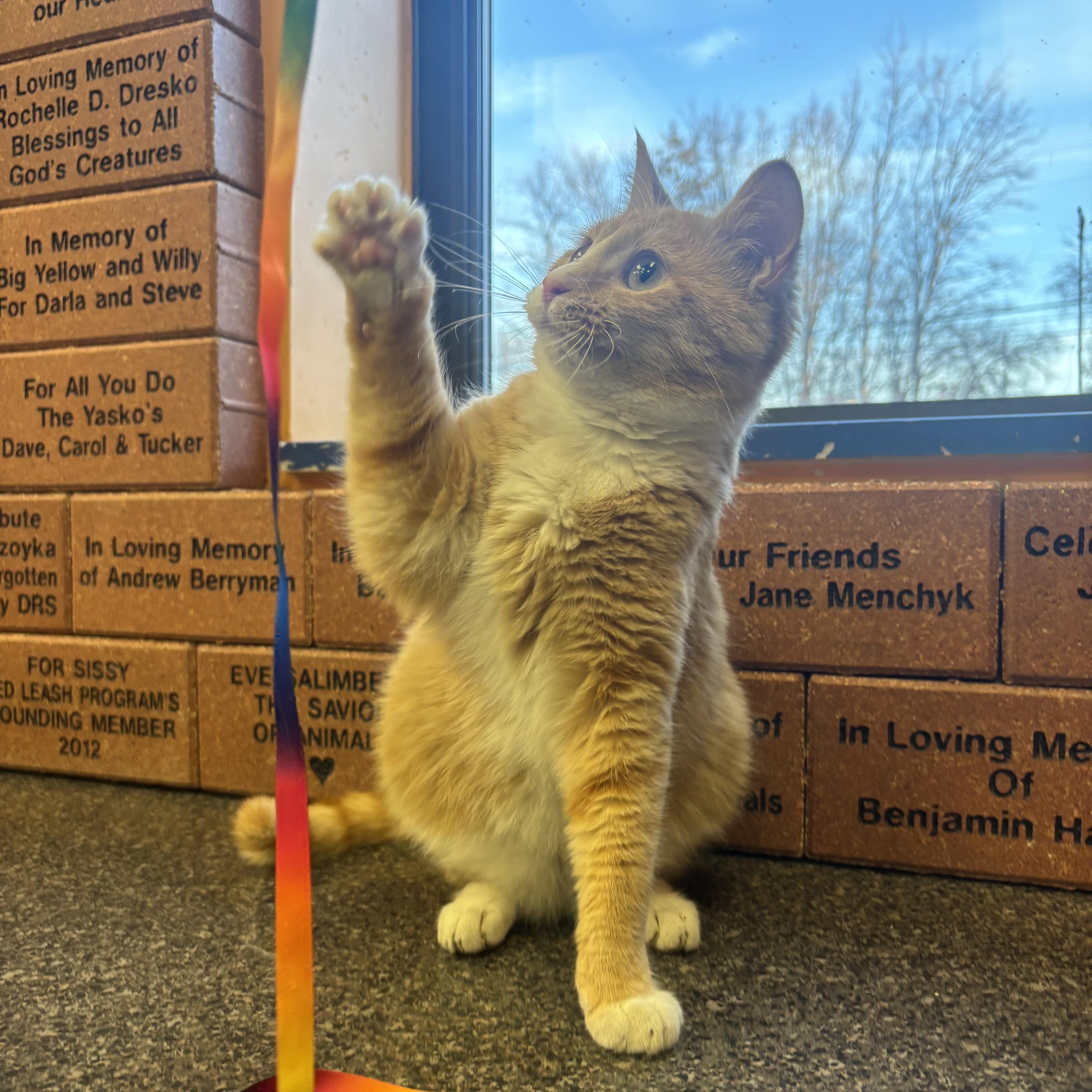 Punkin, a ADOPTABLE Domestic Short Hair in Waynesburg, PA image 3/6