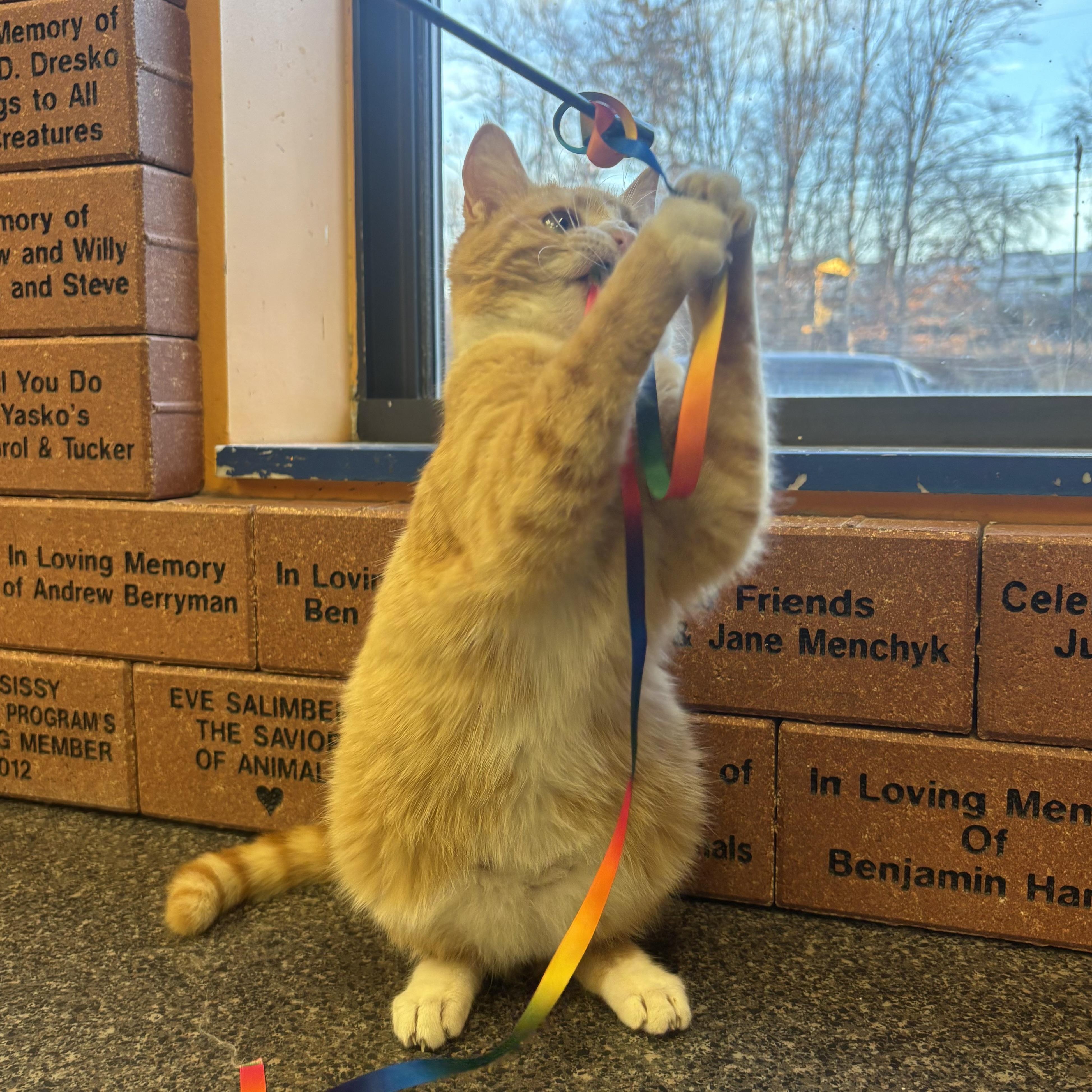 Punkin, a ADOPTABLE Domestic Short Hair in Waynesburg, PA image 4/6