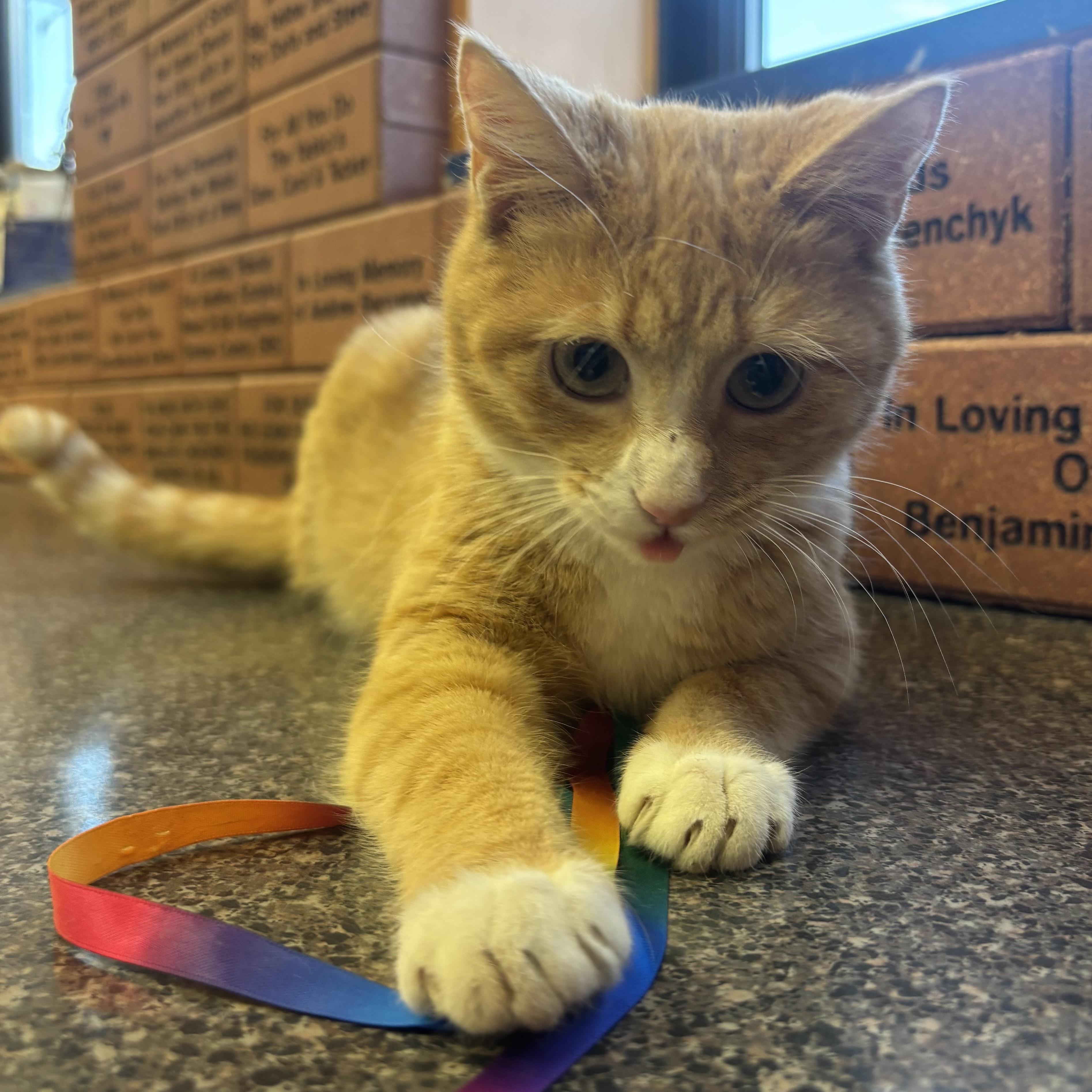 Punkin, a ADOPTABLE Domestic Short Hair in Waynesburg, PA image 5/6