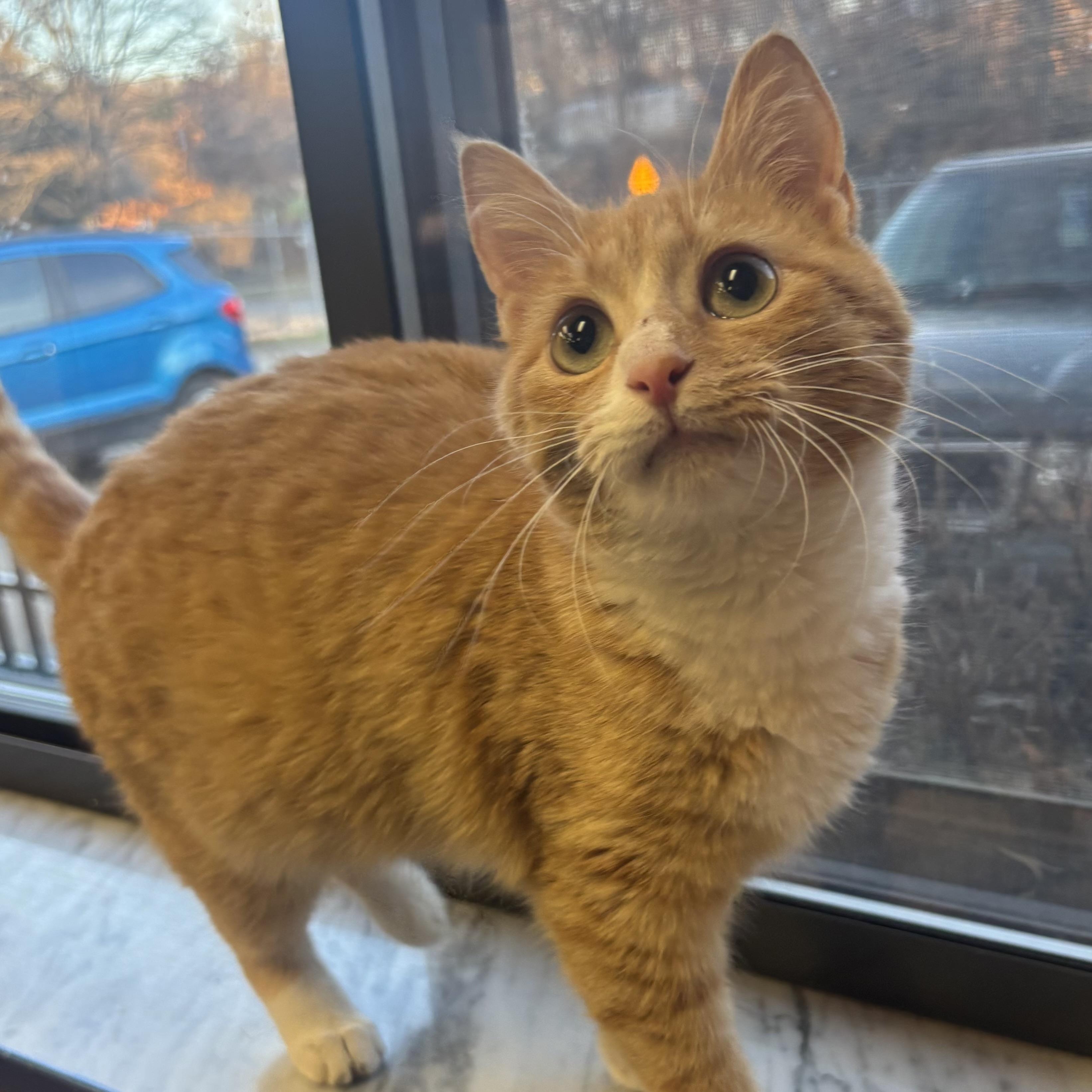 Punkin, a ADOPTABLE Domestic Short Hair in Waynesburg, PA image 6/6