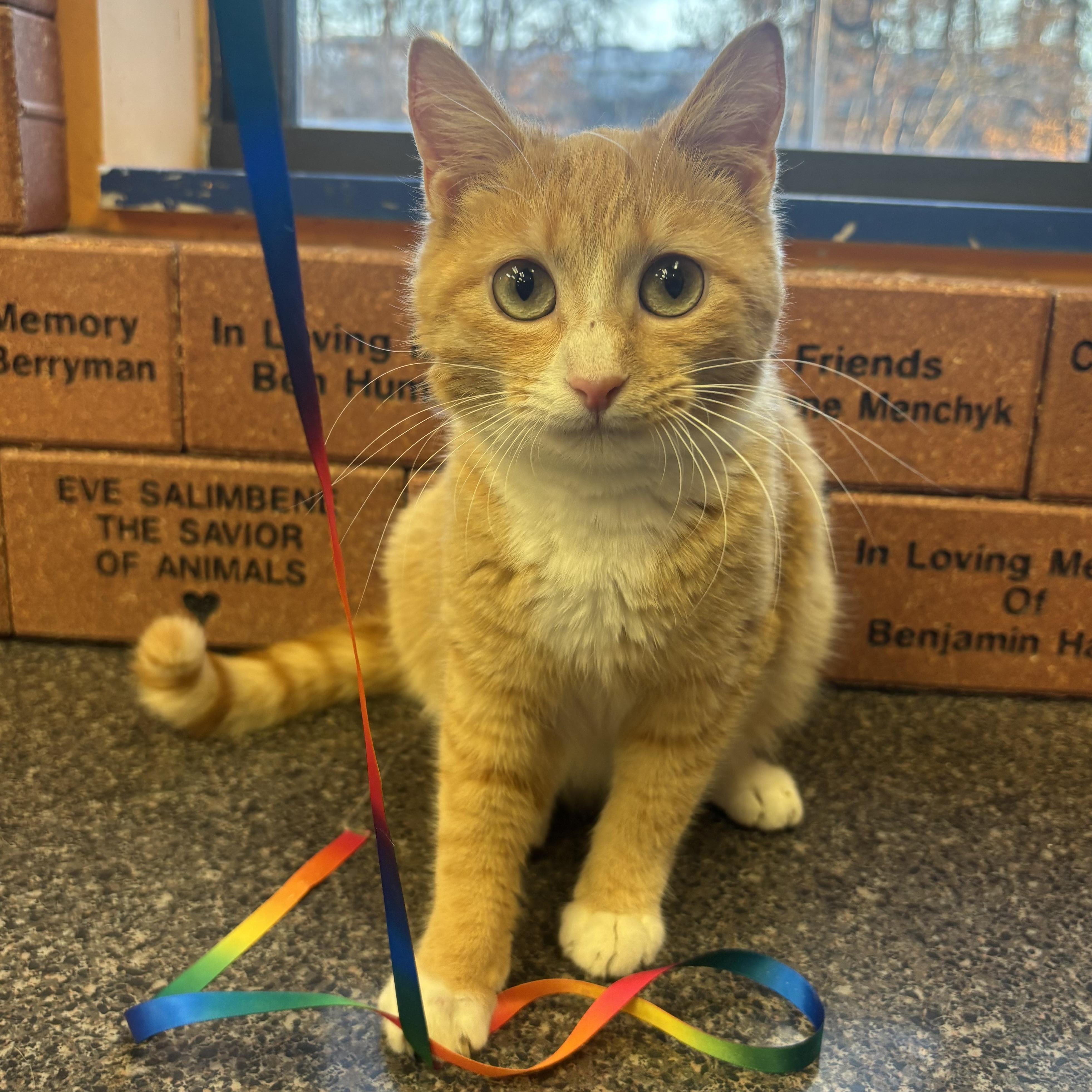 Punkin, a ADOPTABLE Domestic Short Hair in Waynesburg, PA image 2/6