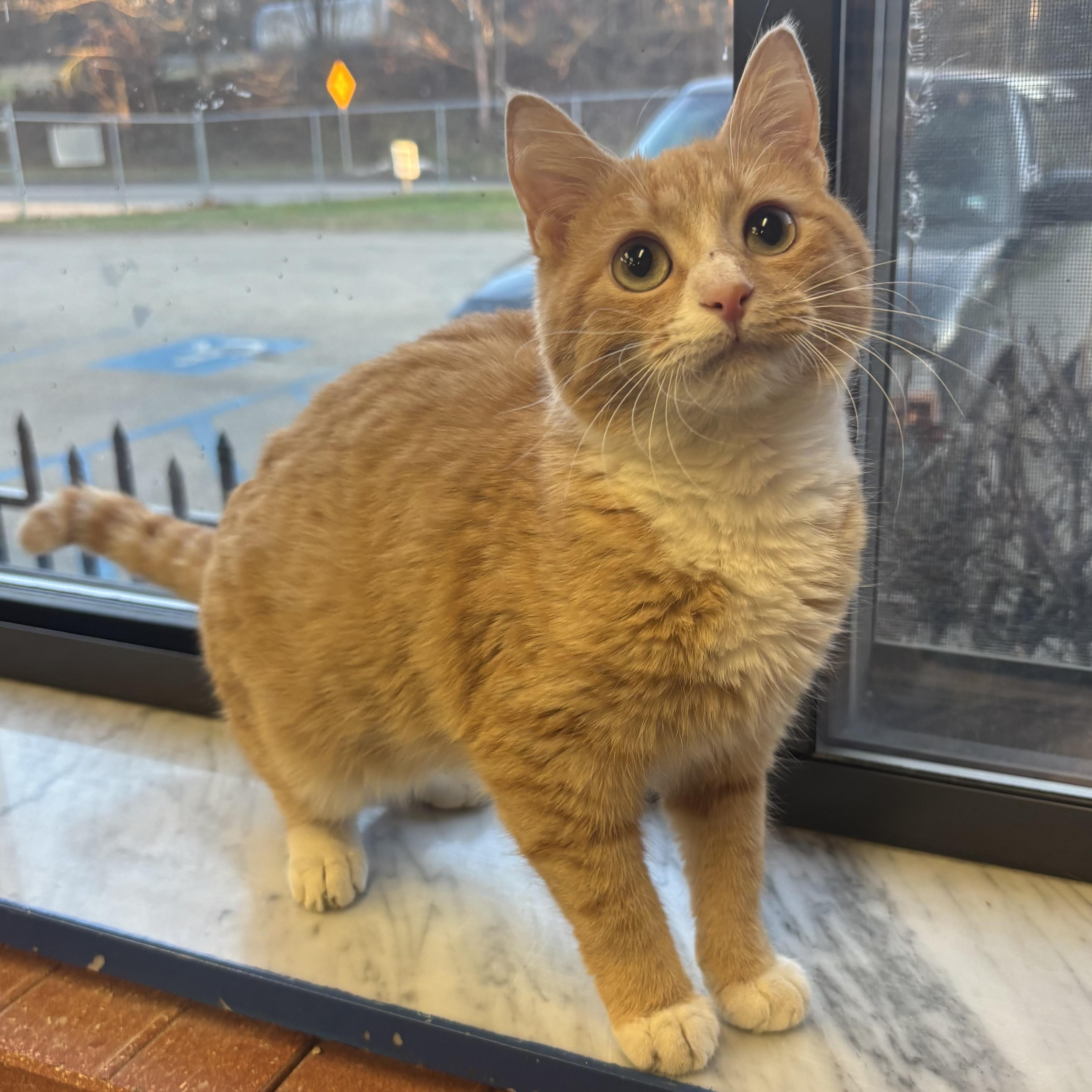 Punkin, ADOPTABLE, Young Female Domestic Short Hair.