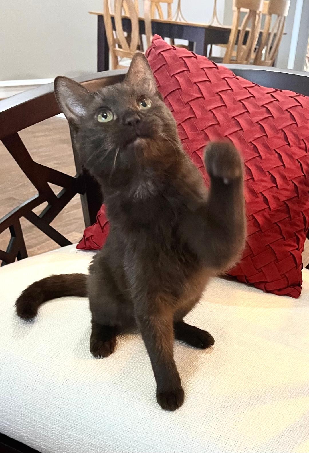 Noel, a Adopted Domestic Medium Hair in McKinney, TX image 1/3