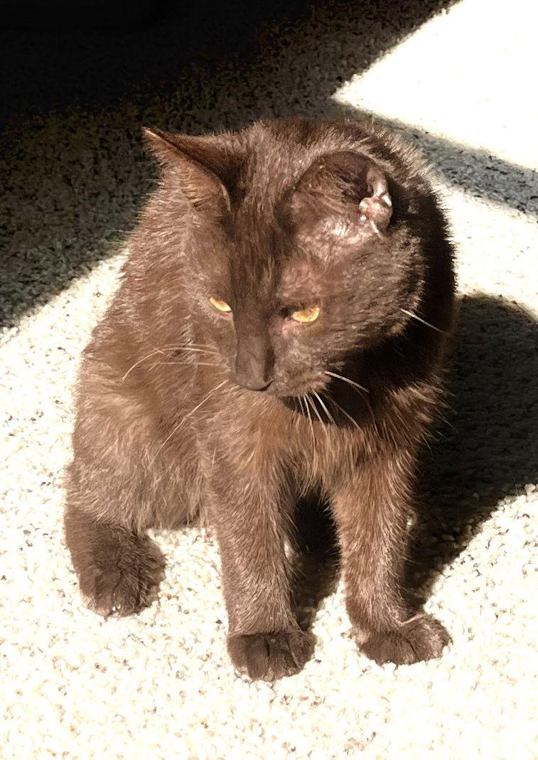 Noel, a Adopted Domestic Medium Hair in McKinney, TX image 2/3