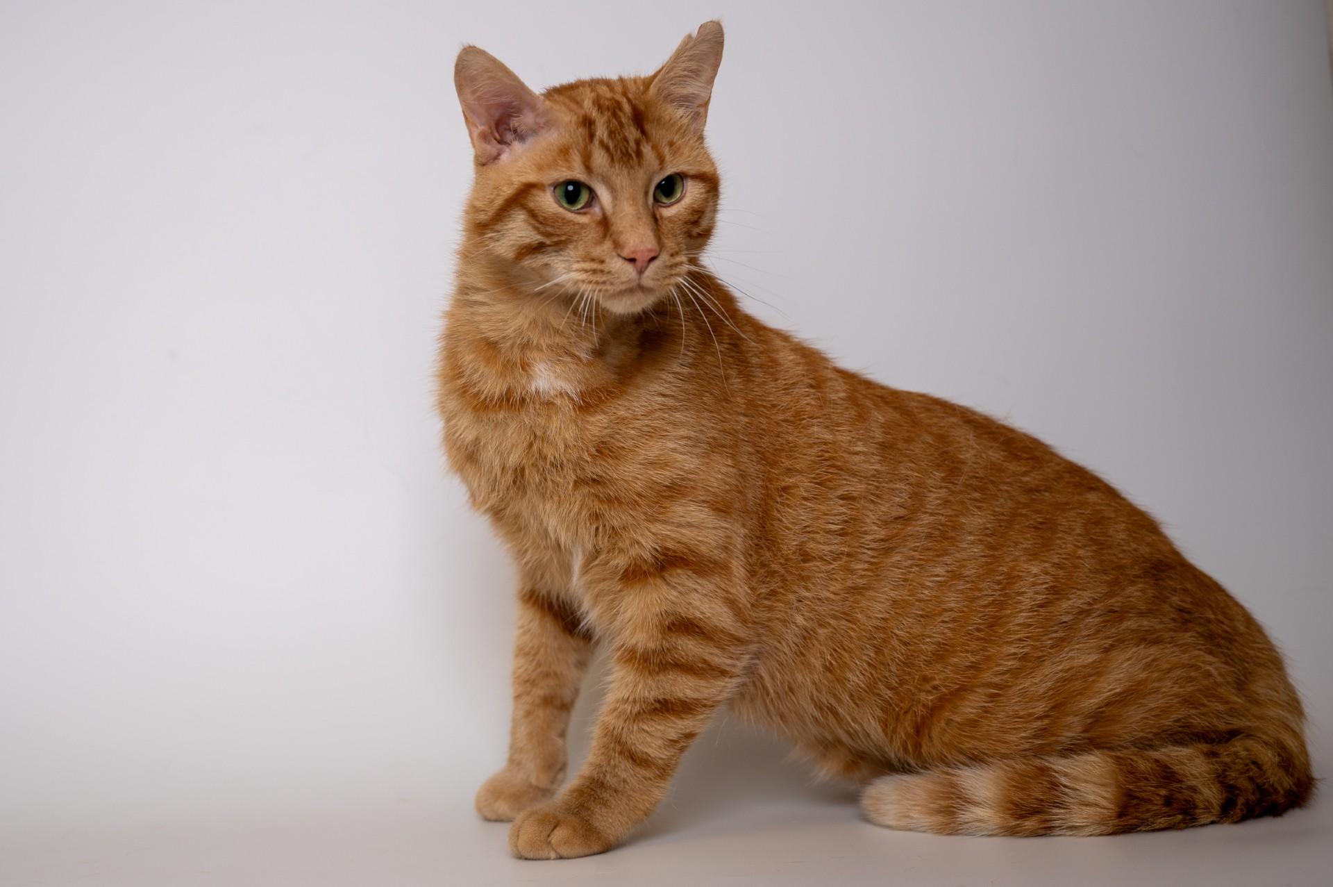Sunny, Adult Male Domestic Short Hair