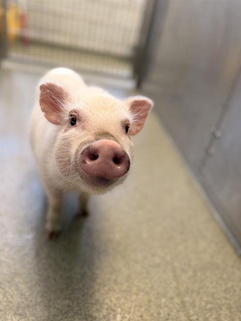 Enlarge FITZGERALD, a Adoptable Pig in Dallas, TX image 1/1