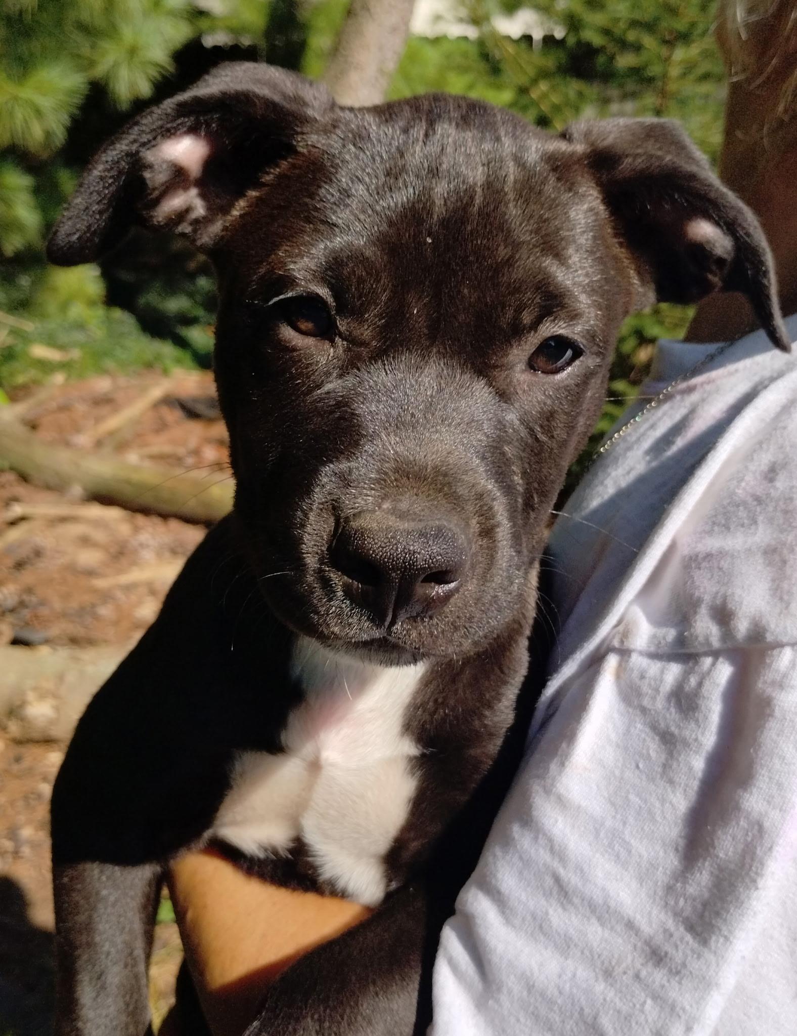 Helena, ADOPTABLE, Puppy Female Terrier.