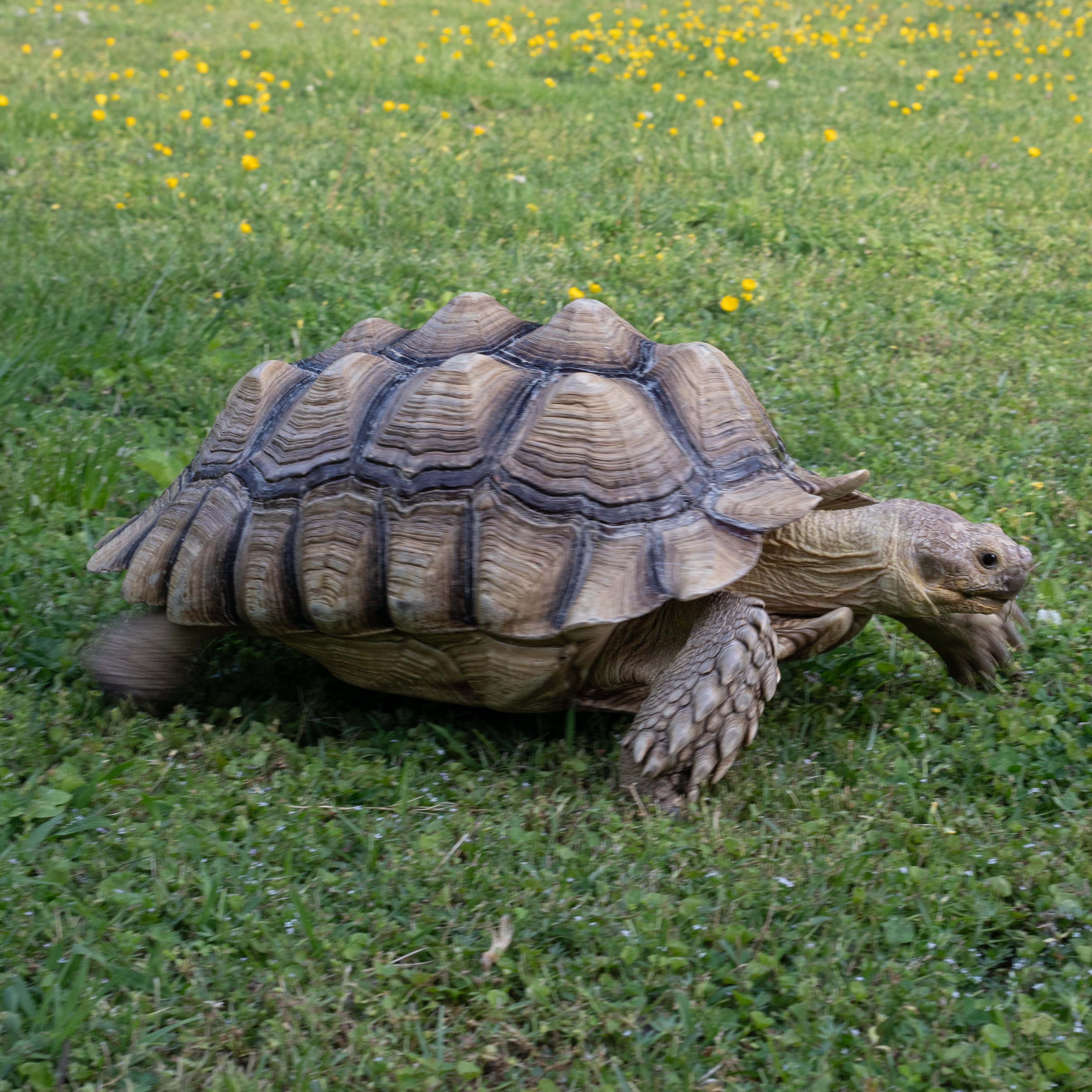 Enlarge Hank, a ADOPTABLE Sulcata in Dalton, GA image 2/4