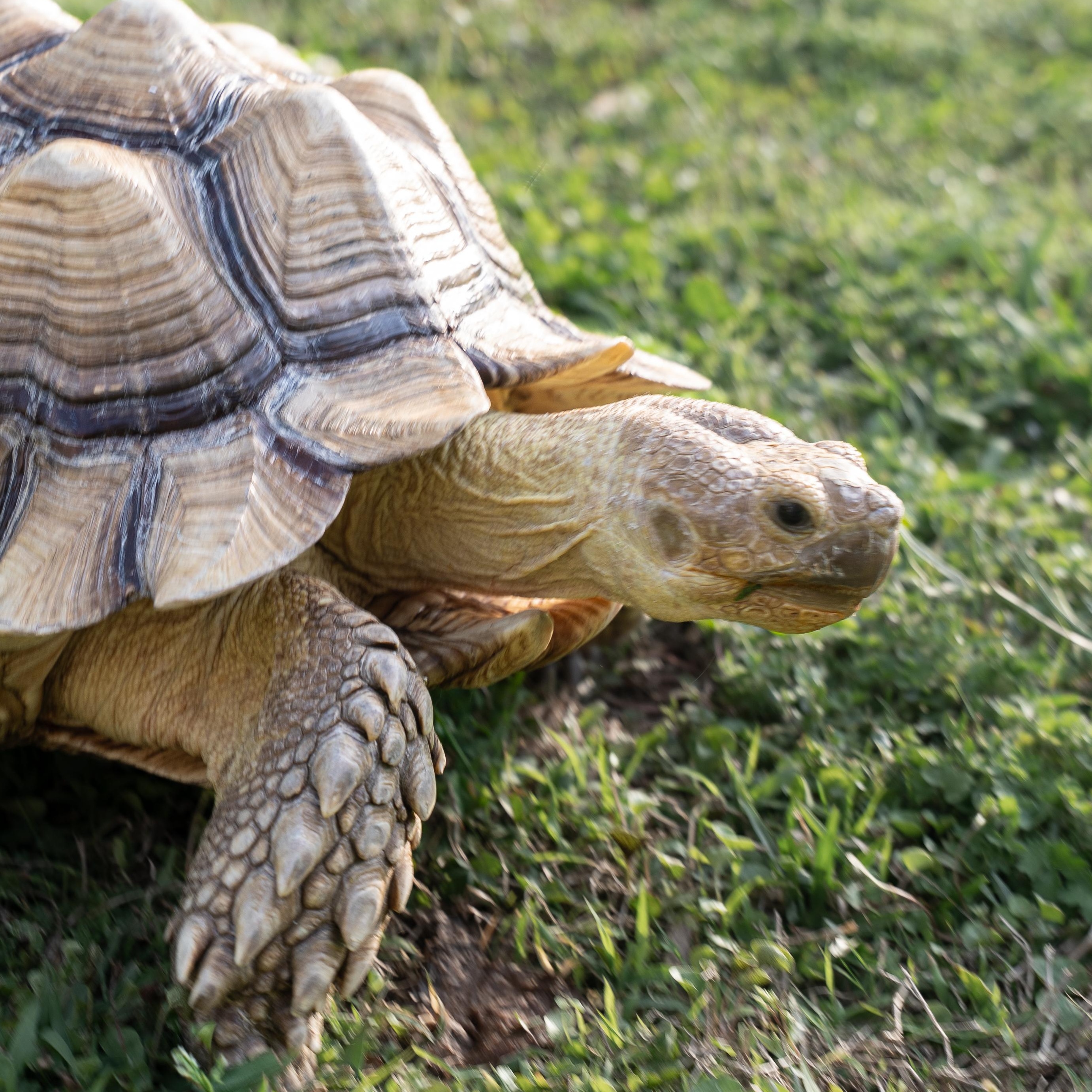 Enlarge Hank, a ADOPTABLE Sulcata in Dalton, GA image 1/4