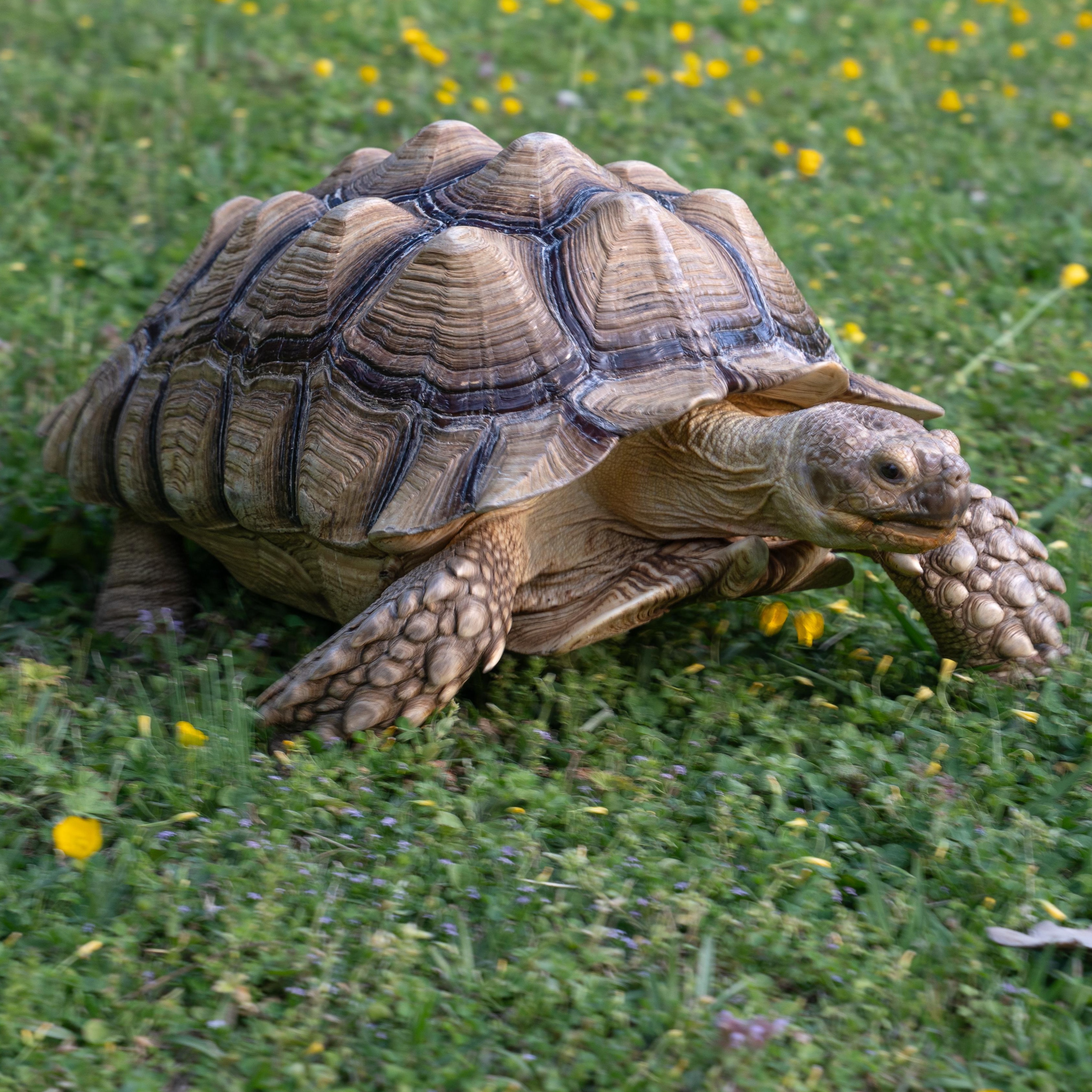 Enlarge Hank, a ADOPTABLE Sulcata in Dalton, GA image 3/4