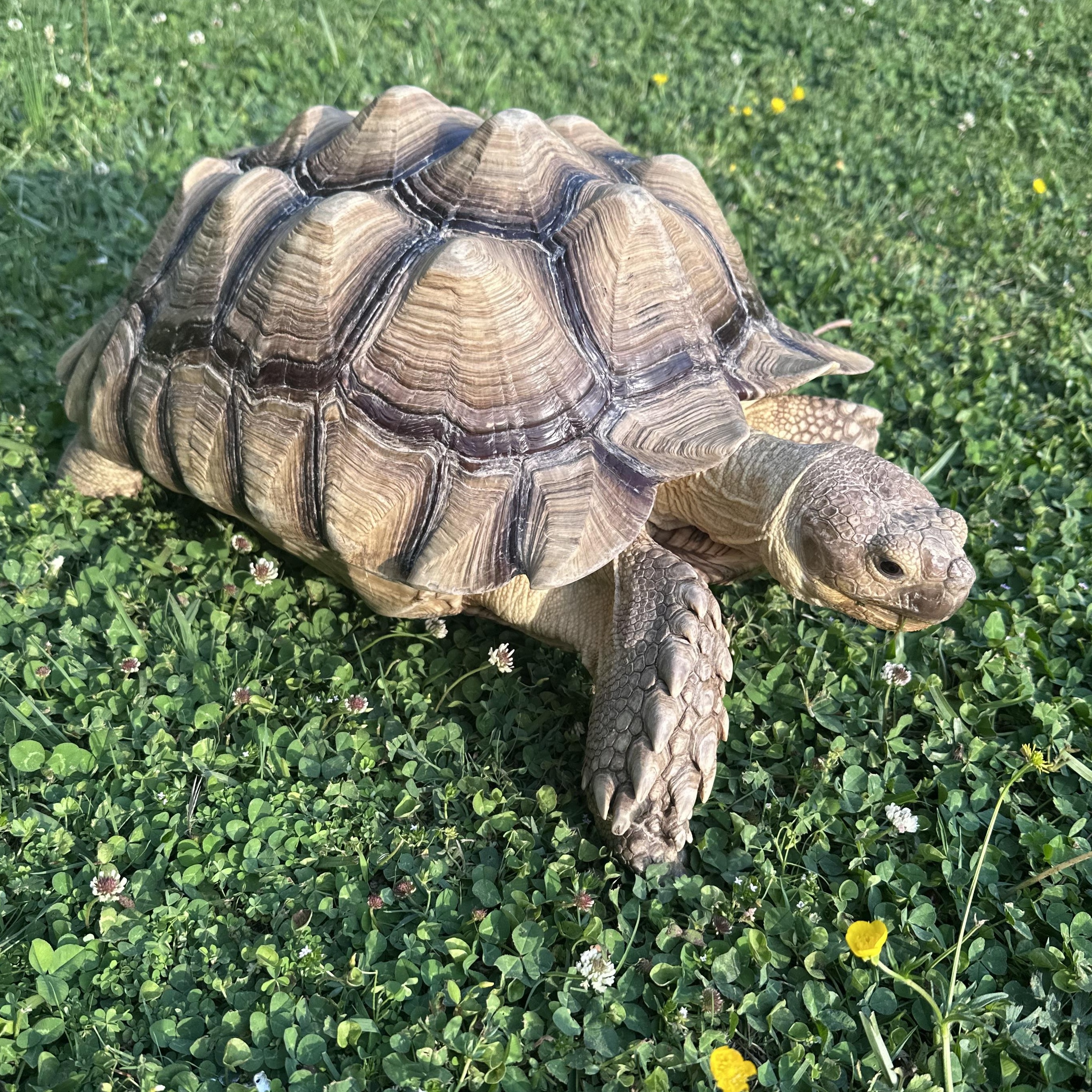 Enlarge Hank, a ADOPTABLE Sulcata in Dalton, GA image 4/4