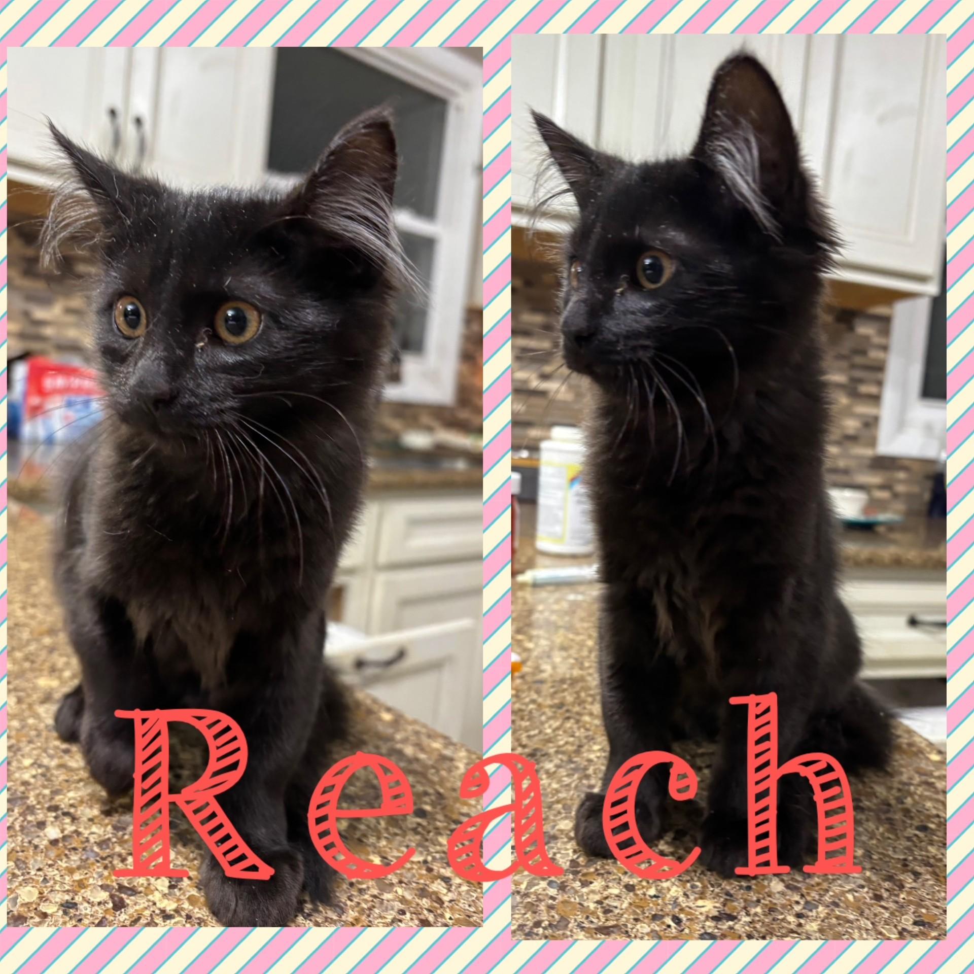Reach, adopted, Kitten Female Domestic Medium Hair.