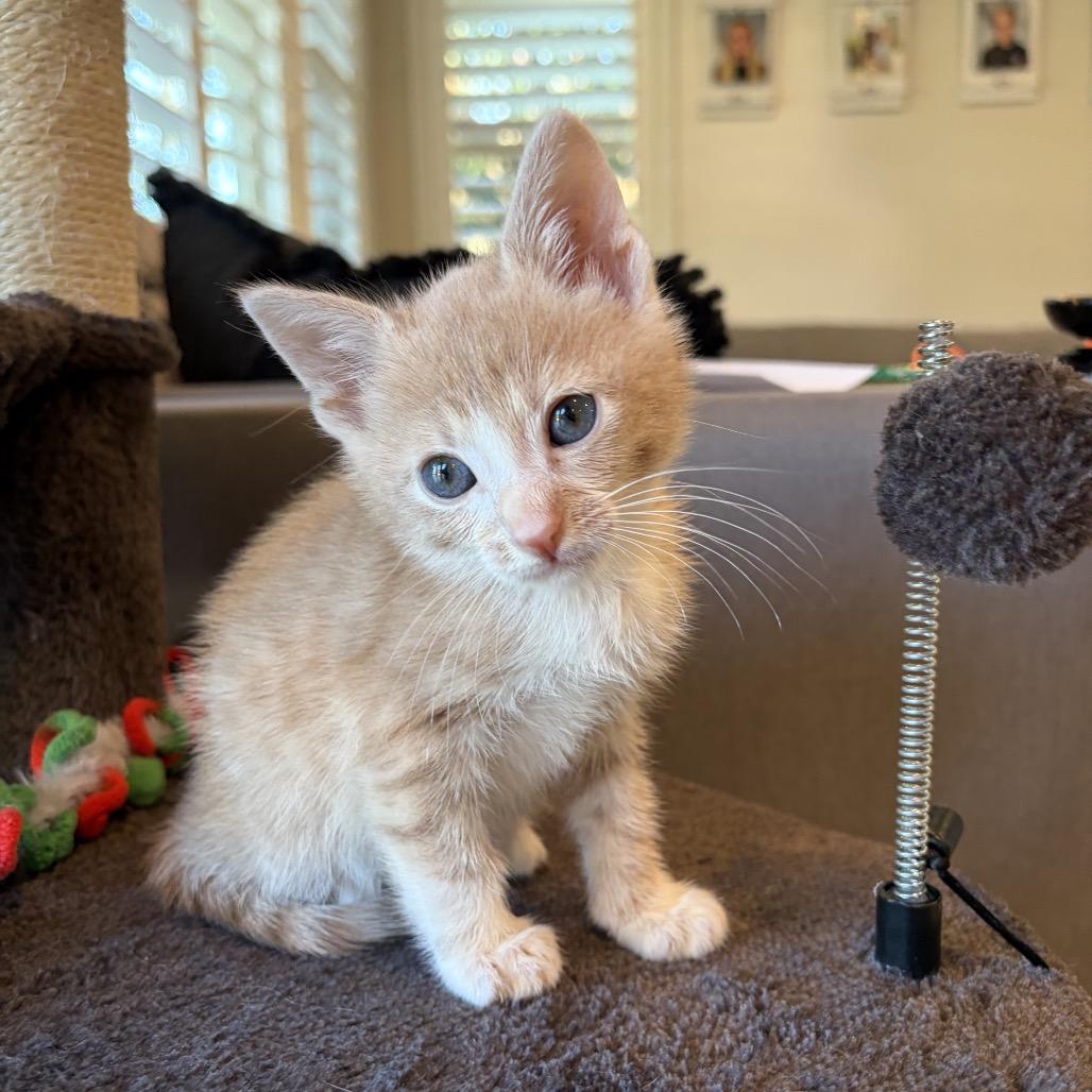 Slater, Adoptable, Kitten Male Domestic Short Hair.