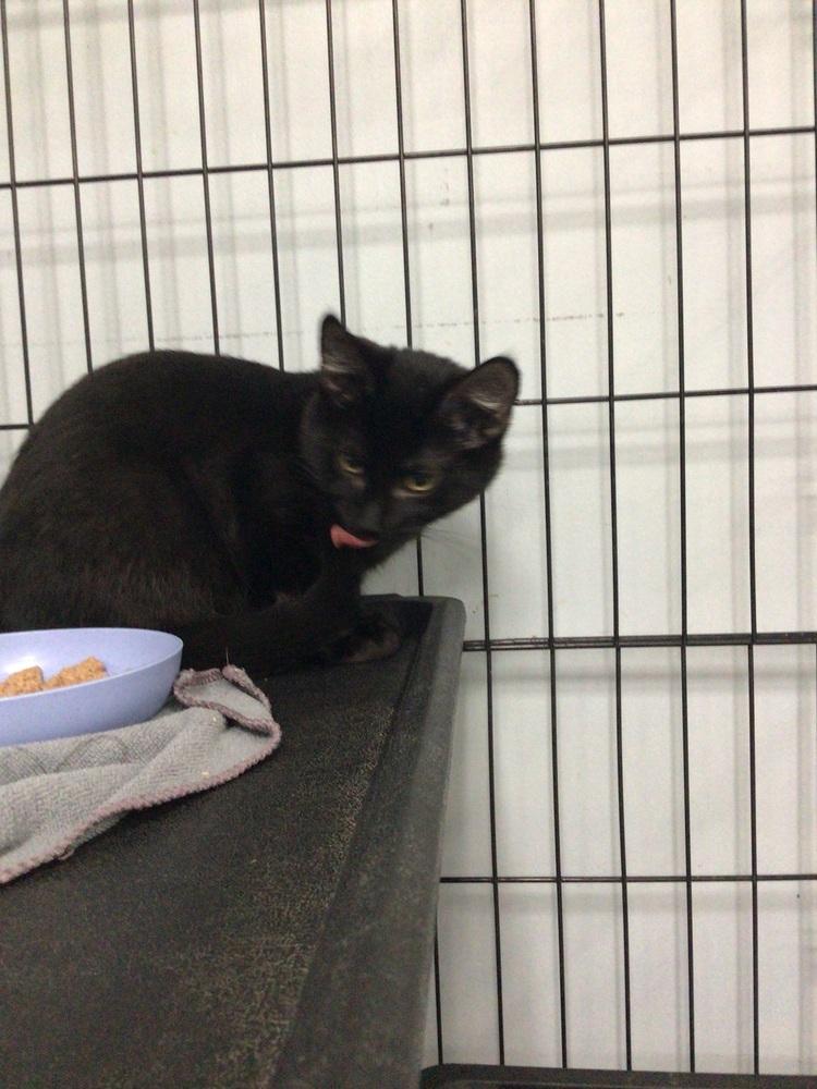 Enlarge Lil Bit, a Adoptable Domestic Short Hair in Logansport , IN image 1/1