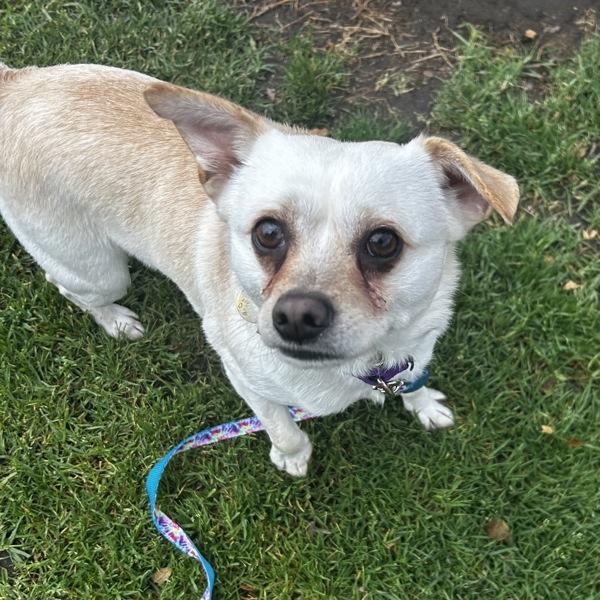 Scooby, Adoptable, Adult Male Terrier & Chihuahua.