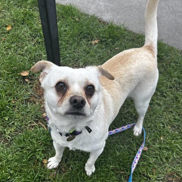 Enlarge Scooby, a Adoptable mixed breed in Oakland, CA image 2/2