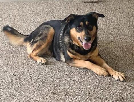 Samantha, an adopted mixed breed in Cortez, CO image 3/4