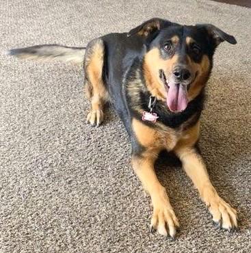 Samantha, an adopted mixed breed in Cortez, CO image 2/4