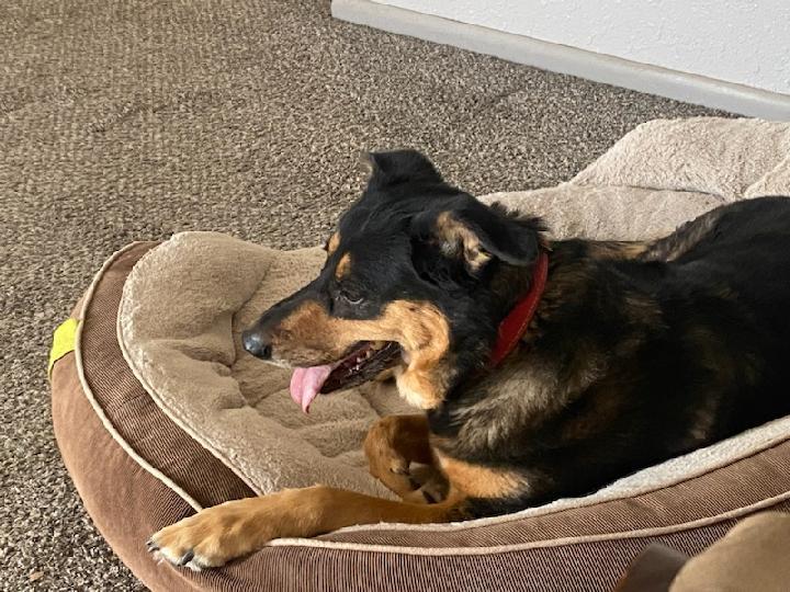 Samantha, adopted, Adult Female German Shepherd Dog.