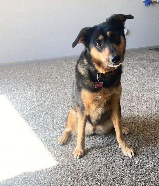 Samantha, an adopted mixed breed in Cortez, CO image 4/4