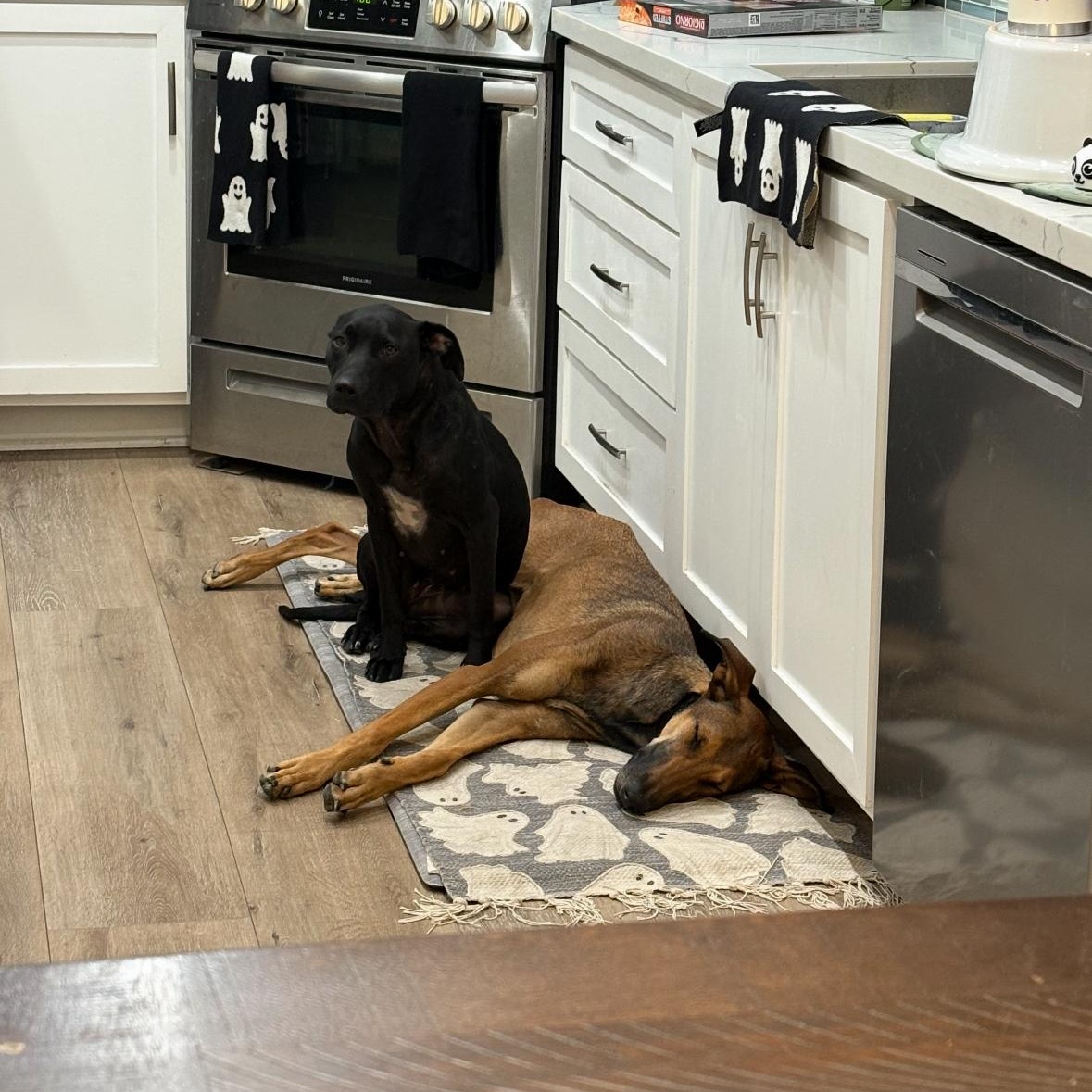 Riley!, a Adoptable mixed breed in Trabuco Canyon, CA image 2/4