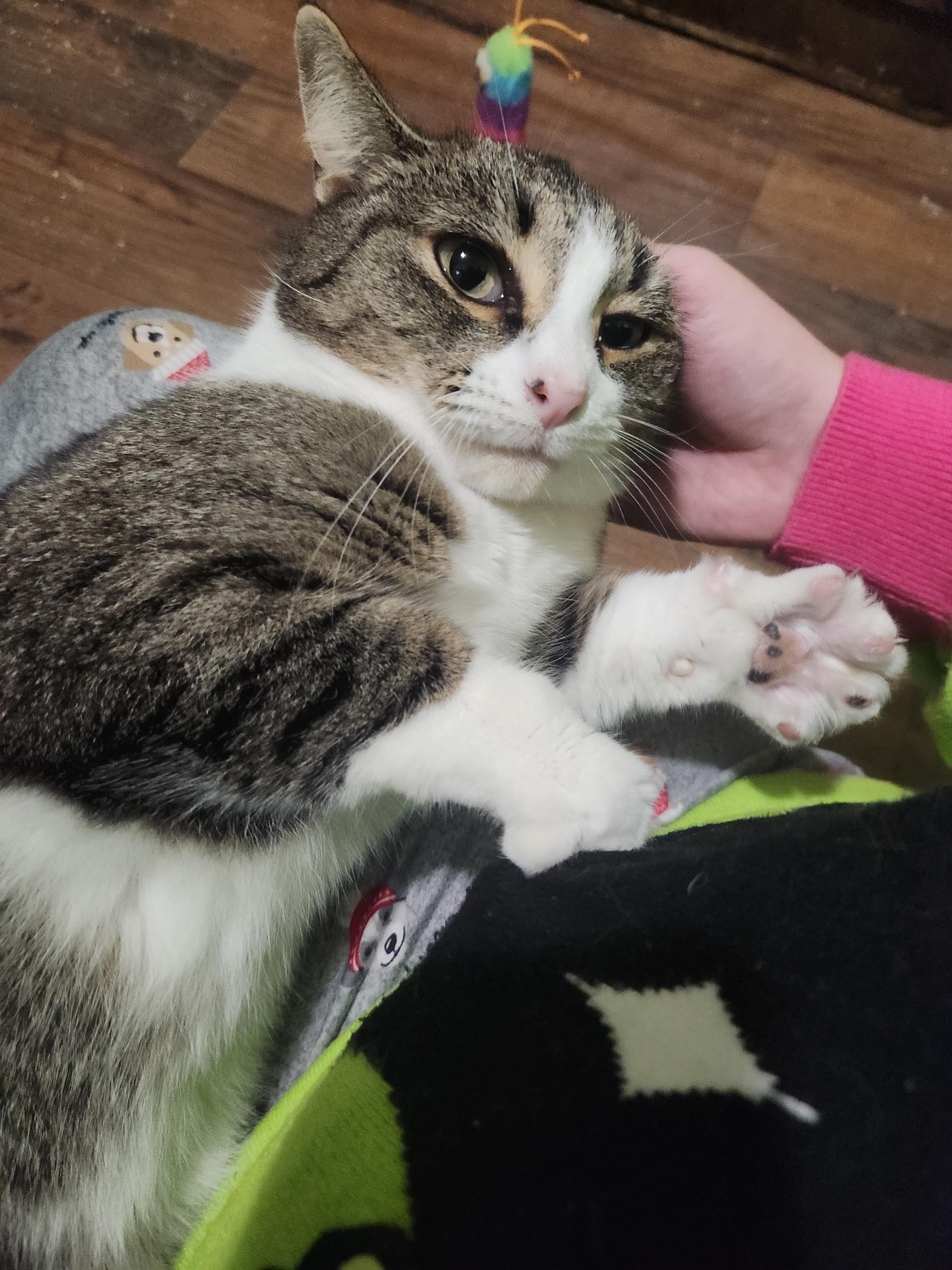 Big Mama (Shortcake), ADOPTABLE, Adult Female American Shorthair.