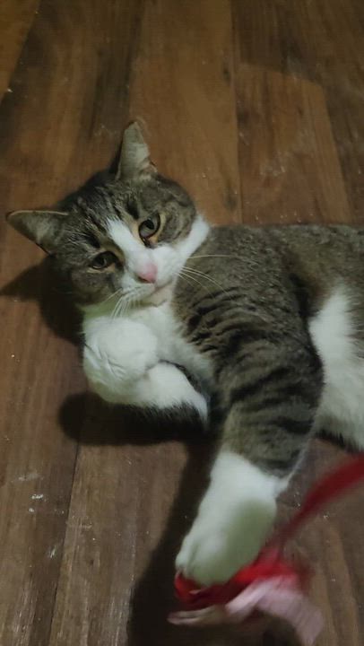 Enlarge Big Mama (Shortcake), a ADOPTABLE mixed breed in Lucedale, MS video 5/5