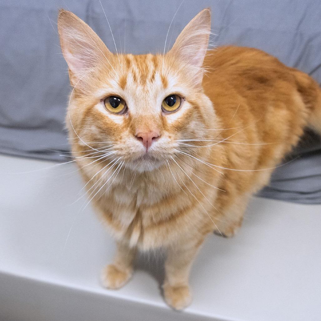 Frank, Adoptable, Adult Male Domestic Short Hair.