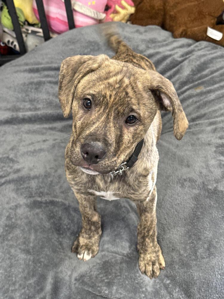 Enlarge Ned, a Adoptable mixed breed in Papillion, NE image 1/1
