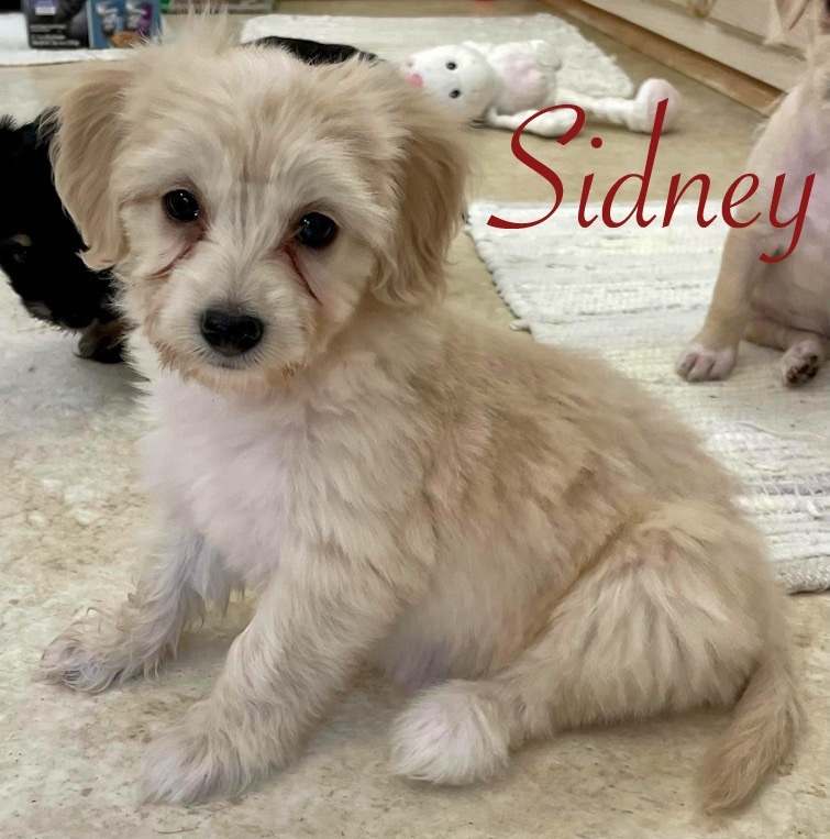 Sidney, a Adopted mixed breed in Baytown, TX image 1/2