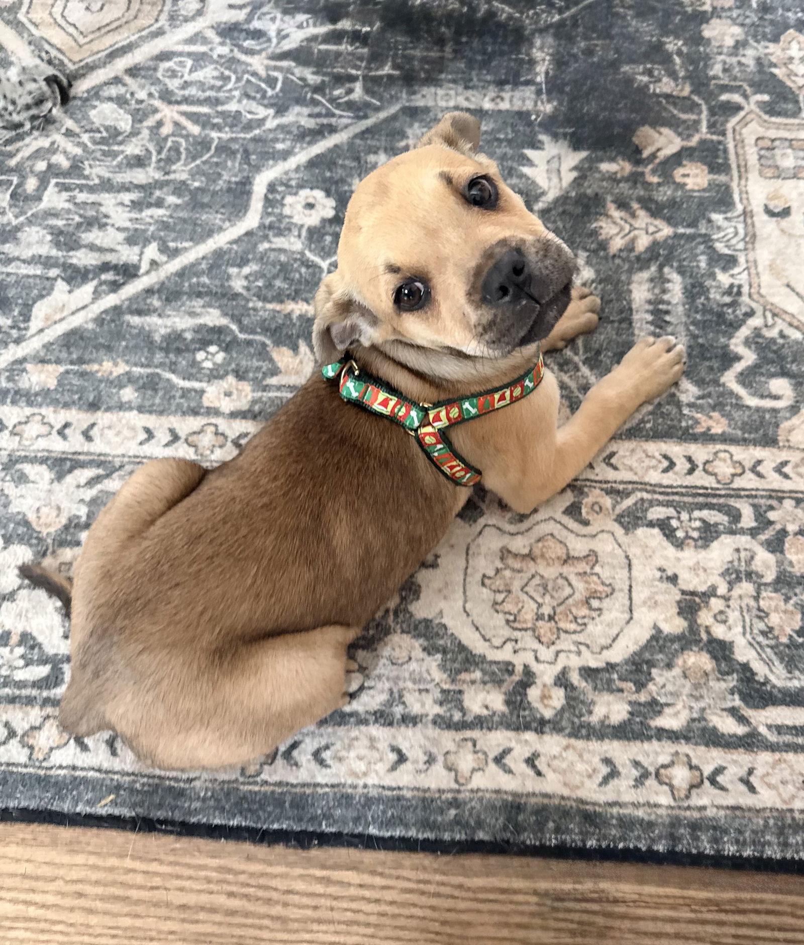 Piper, Adoptable, Young Female Boxer & Pit Bull Terrier.