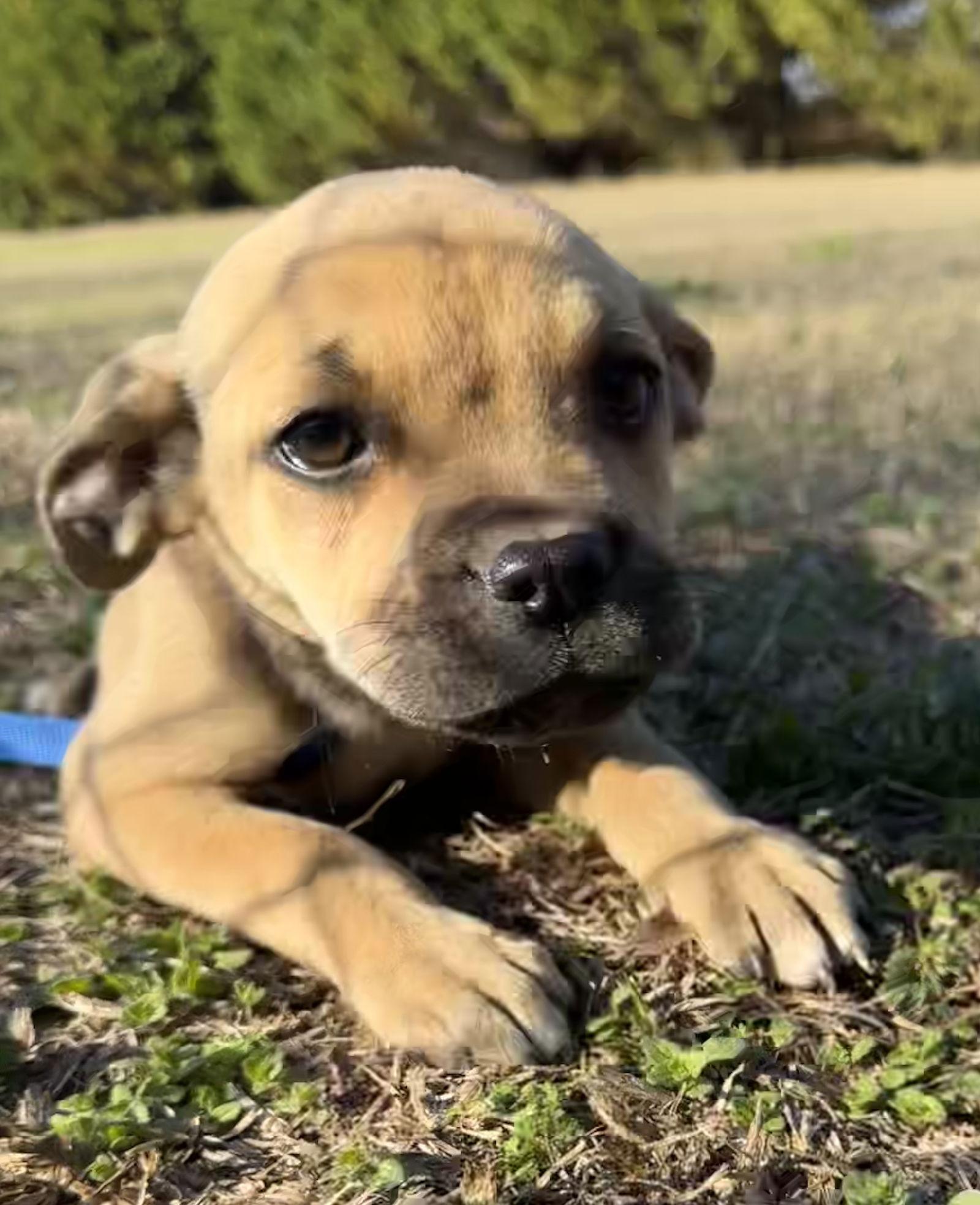 Enlarge Piper, a Adoptable mixed breed in Tarrytown, GA image 2/3