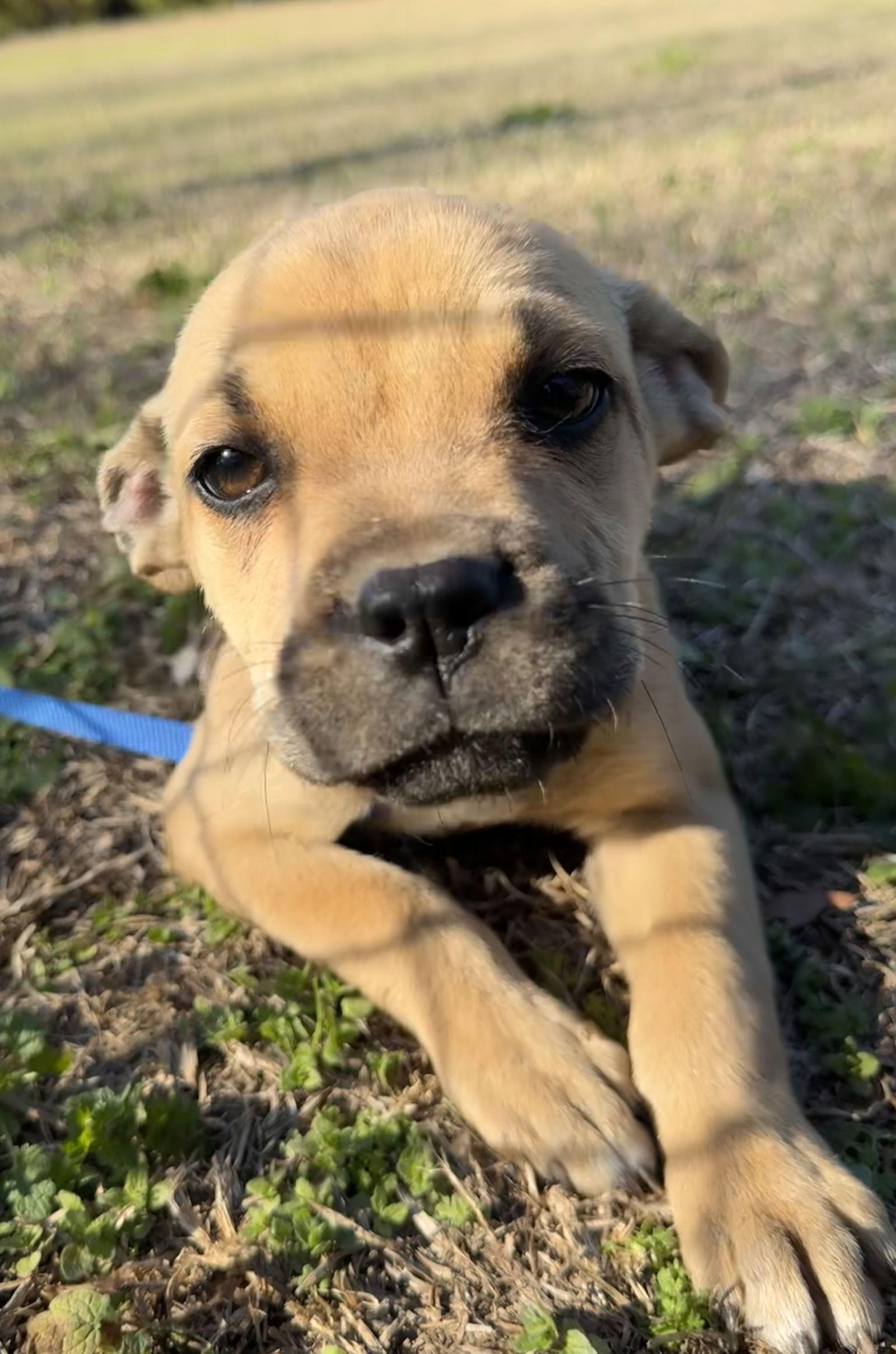 Enlarge Piper, a Adoptable mixed breed in Tarrytown, GA image 3/3