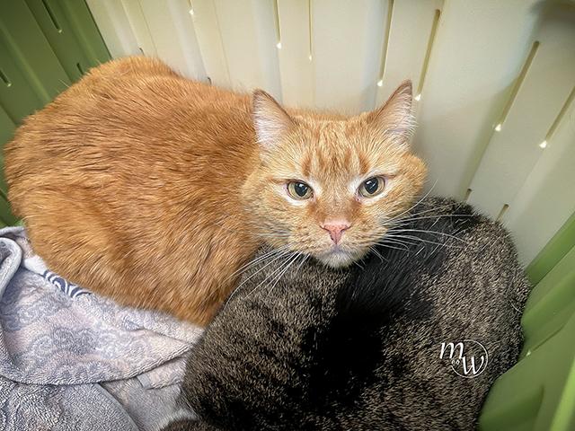 SUSIE, Adoptable, Senior Female Domestic Short Hair & Domestic Short Hair.