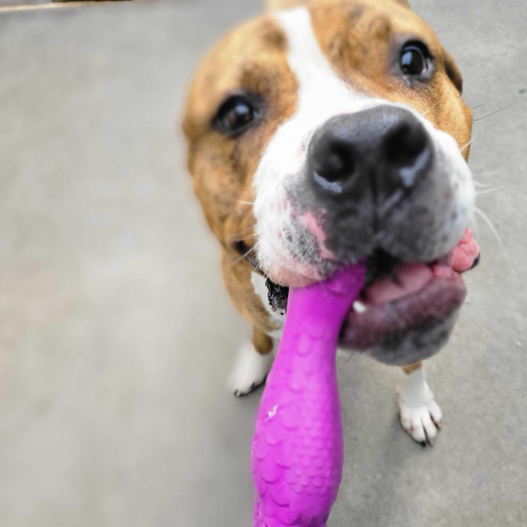 Enlarge Hank, a Adoptable Mixed Breed in San Francisco, CA image 1/6